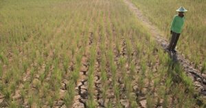 Foto : Ilustrasi persawahan Kukar yang retak. (Istimewa)